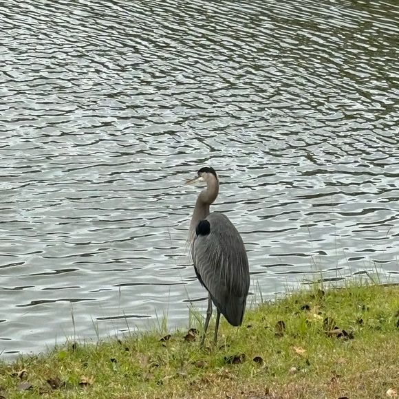 Meet your Posher, Jac - Picture 1 of 1